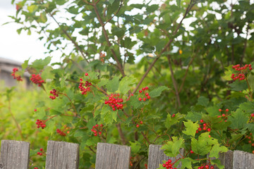rustic red berry in autumn