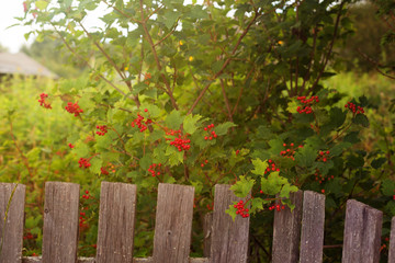 Fototapeta premium rustic red berry in the rays of the setting autumn sun