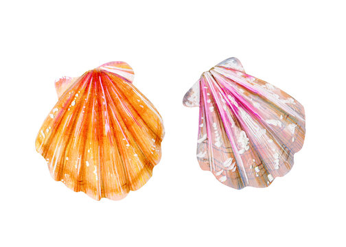 Set of two isolated sea scallops.