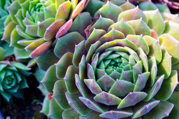 Obraz premium Echeveria elegans tropikalne sukulenty jako tło kwiatowy. Koncepcja dekoracyjne rośliny doniczkowe. Selektywna ostrość.