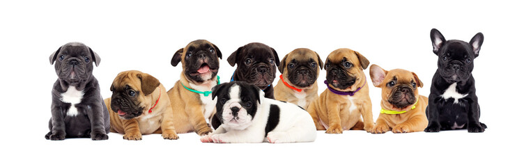 puppies, French bulldog