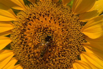 Closeup Of Sunflower In The Field