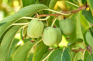 ripe vitamin fruit berry delicious actinidia (kiwi)