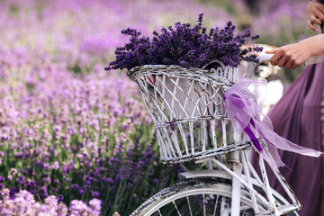 a bouquet of lavender in a basket on a bicycle in a lavender field a girl holding a velispette without a face collecting lavender in summer
