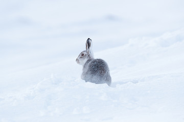 Wild mountain hare on smow covered mountain © jamie