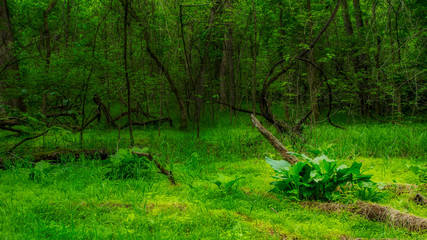 Moss, trees and brush in a forest of green