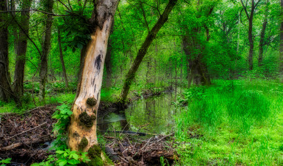 Dead white tree trunk in the middle of green forest
