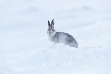 Wild mountain hare on smow covered mountain