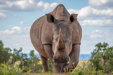 Portrait of a white rhinoceros (Ceratotherium simum) drinking water, Welgevonden Game Reserve, South Africa. © Gunter