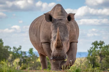 Fotobehang Portrait of a white rhinoceros (Ceratotherium simum) drinking water, Welgevonden Game Reserve, South Africa. © Gunter