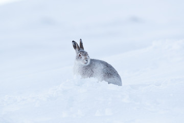 Wild mountain hare on smow covered mountain © jamie