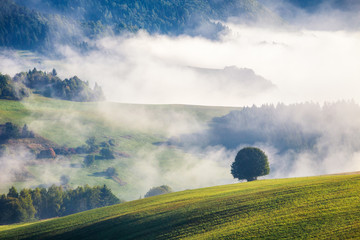 Tree in foreground of foggy landscape in autumn morning. The Orava region near the village of Zazriva in Slovakia, Europe.