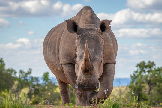 Rhino Face Images – Browse 18,283 Stock Photos, Vectors, and Video | Adobe  Stock