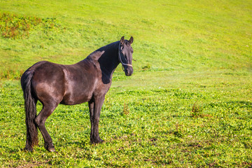 Horse on green meadow in rural landscape.