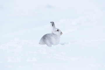 Wild mountain hare on smow covered mountain © jamie
