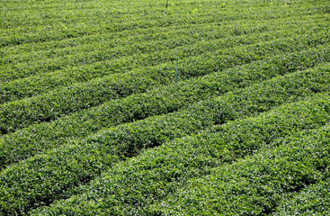 Fototapeta na wymiar Green Tea Plantation on hill