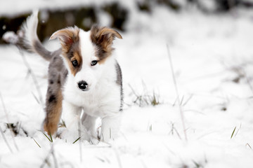 Mischlingshund Welpe draußen im Schnee, Textfreiraum