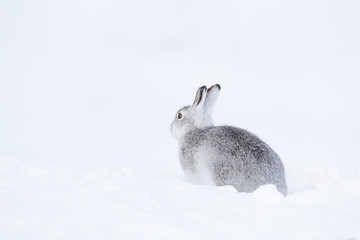 Wild mountain hare on smow covered mountain