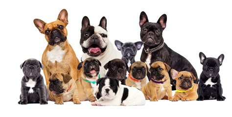 Fototapeta premium group dog breed French Bulldog