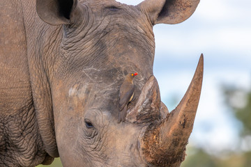 Red-billed oxpecker (Buphagus erythrorhyncus) looking for food on a rhino, Welgevonden Game...