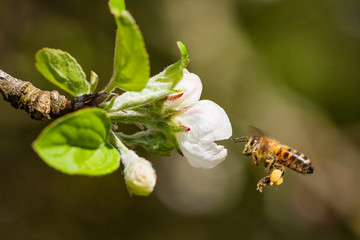 bee on a apple blossom