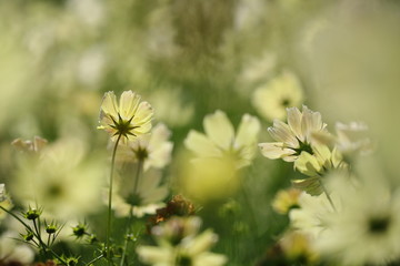 コスモス（イエローキャンパス）
