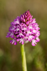 Anacamptis pyramidalis known as the pyramidal orchid