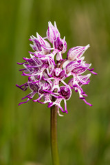 orchis simia commonly known as the monkey orchid