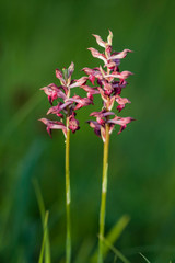 little orchid called anacamptis coriophora fragrans 
