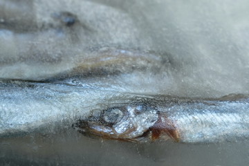 raw Capelin fish or Shishamo in Japanese language frozen on ice