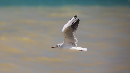 Fliegende Möwe