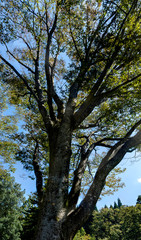 Fototapeta premium 九月 樹木公園の樹木