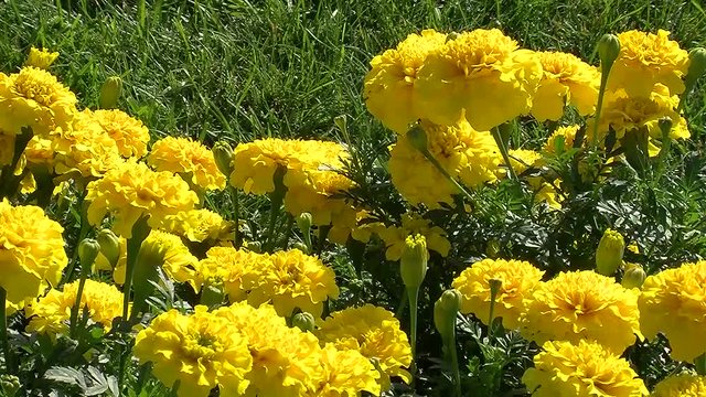 &Uuml;ppige gelbe Tagetes zittern im Wind