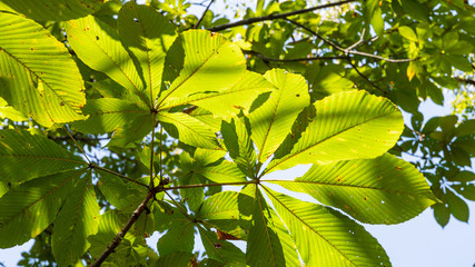 九月　樹木公園の樹木