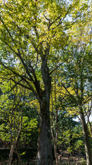 九月の都市公園の樹木