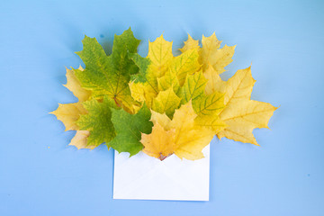 Dried maple autumn yellow leaves, isolated on light blue background with space for text