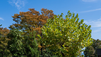 Fototapeta premium 九月の都市公園の樹木