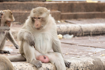 A cute monkey lives in the Lopburi cities of Thailand