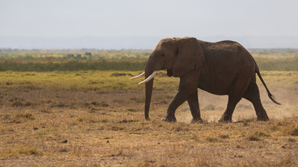 Fototapeta na wymiar elephant in africa