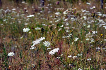 Obraz premium Herbstwiese mit Wiesenkerbel