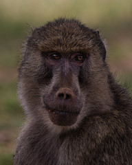 portrait of baboon