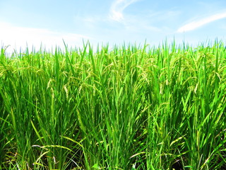 実りを待つ稲（風景）