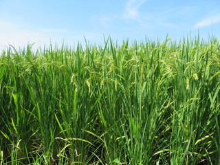 実りを待つ稲（風景）