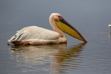 pelican in water