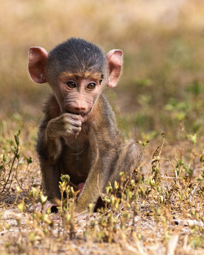 Baby babbon