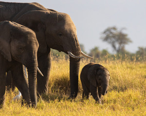 Elephant family © Chuck