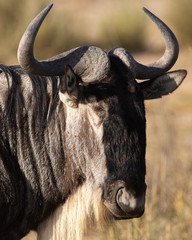 Wildebeest