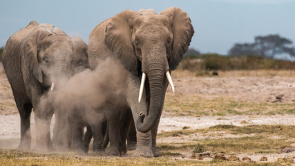 Elephants dusting