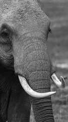 Elephants close up