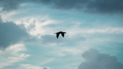 The Flight of Birds in the evening